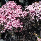 samb.black lace_1210